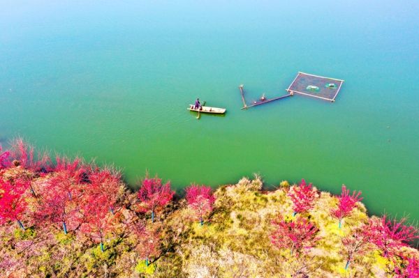 江西武宁：万株樱花绽放 静待旅客赏花