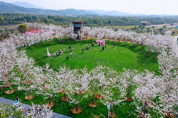 江西芦溪：樱花绽放赏春景