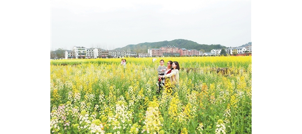 七彩油菜花开